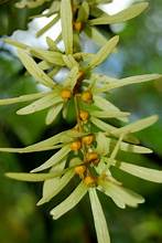 Engelhardtia spicata